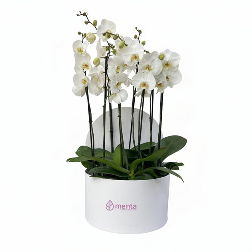 Phalaenopsis blancas en caja redonda blanca