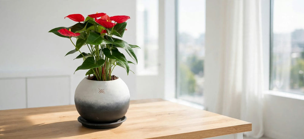 Plantas