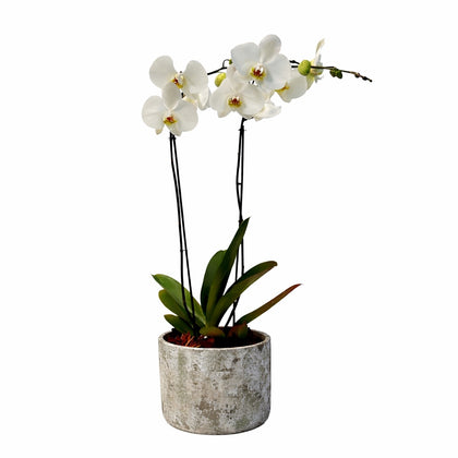 Phalaenopsis Musguito-maceta con una orquídea blanca