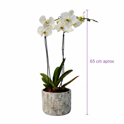 Phalaenopsis Musguito-maceta con una orquídea blanca
