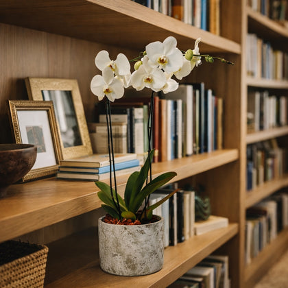 Phalaenopsis Musguito-maceta con una orquídea blanca