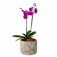 Phalaenopsis Musguito-maceta con una orquídea fiusha