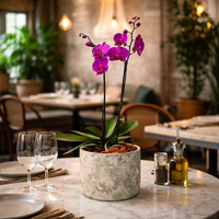 Phalaenopsis Musguito-maceta con una orquídea fiusha