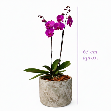 Phalaenopsis Musguito-maceta con una orquídea fiusha