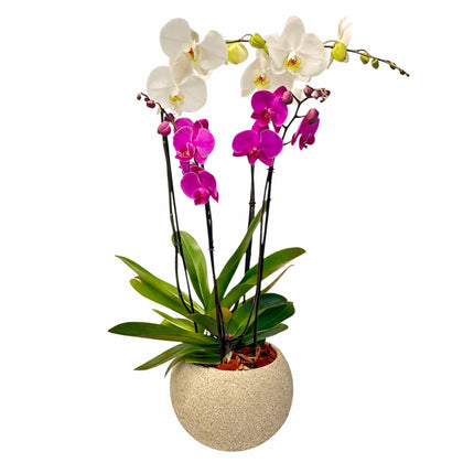 Roca-maceta de cemento esfera khaki con 2 orquídeas mixtas