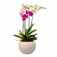 Roca-maceta de cemento esfera blanca con 2 orquídeas mixtas