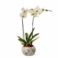 Phalaenopsis piedra musgo-maceta con una orquídea blanca