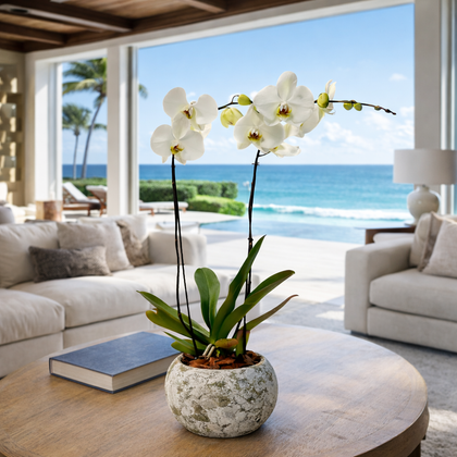 Phalaenopsis piedra musgo-maceta con una orquídea blanca