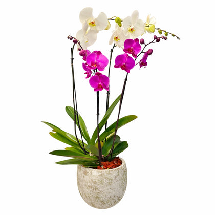 Phalaenopsis Gama-maceta musgo con 2 orquídeas
