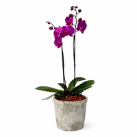 Phalaenopsis gota musgo-maceta con orquídea fiusha