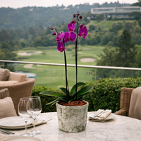 Phalaenopsis gota musgo-maceta con orquídea fiusha