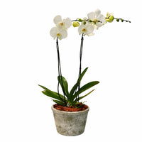 Phalaenopsis gota musgo-maceta con orquídea blanca