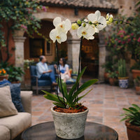 Phalaenopsis gota musgo-maceta con orquídea blanca