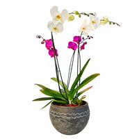 Olmeca-maceta con 2 orquídeas phalaenopsis mixtas
