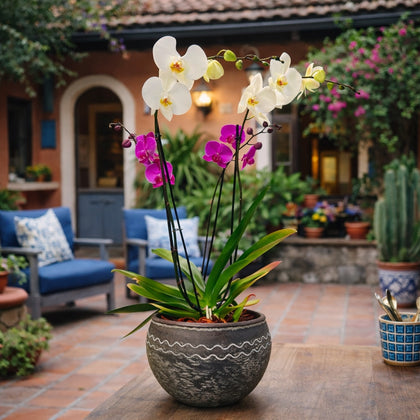 Olmeca-maceta con 2 orquídeas phalaenopsis mixtas