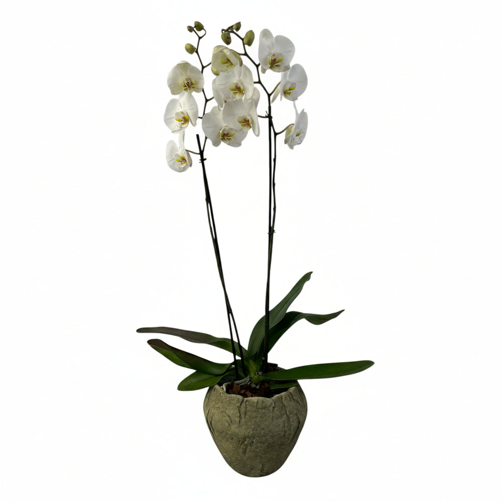 Volcán Olivo - maceta de cemento con 1 orquídea blanca
