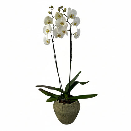 Volcán Olivo-maceta de cemento con 1 orquídea blanca