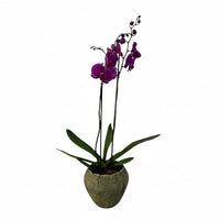 Volcán Olivo-maceta de cemento con 1 orquídea fiusha