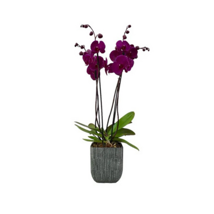 Oxford-base de cerámica con dos orquídeas fiusha