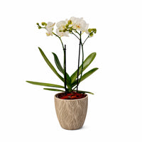 Mini orquídea en maceta terracota hoja chica