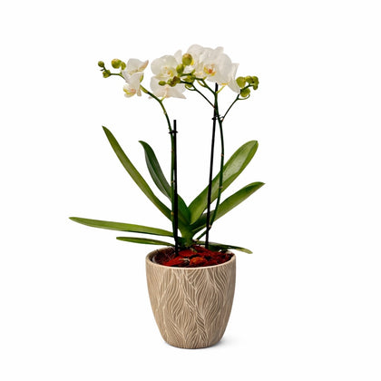 Mini orquídea en maceta terracota hoja chica