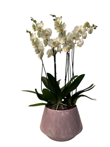 Phalaenopsis Acapulco-maceta esmaltada lila con blanco con 3 orquídeas blancas