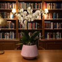 Phalaenopsis Acapulco-maceta esmaltada lila con blanco con 3 orquídeas blancas