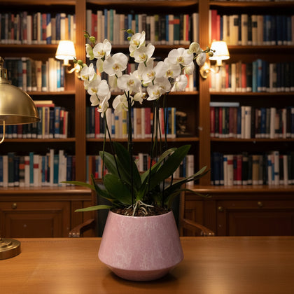 Phalaenopsis Acapulco-maceta esmaltada lila con blanco con 3 orquídeas blancas