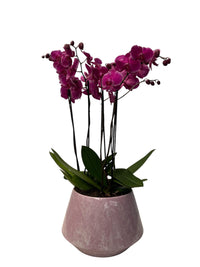 Phalaenopsis Acapulco-maceta esmaltada lila con blanco con 3 orquídeas fiusha