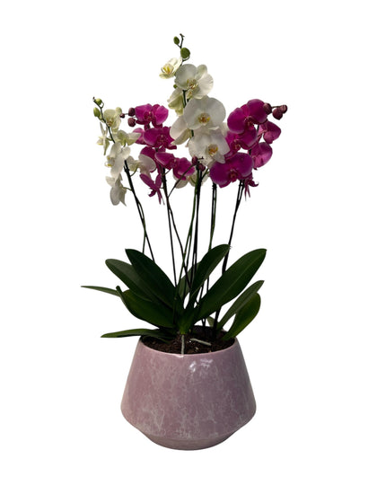 Phalaenopsis Acapulco-maceta esmaltada lila con blanco con 3 orquídeas mixtas