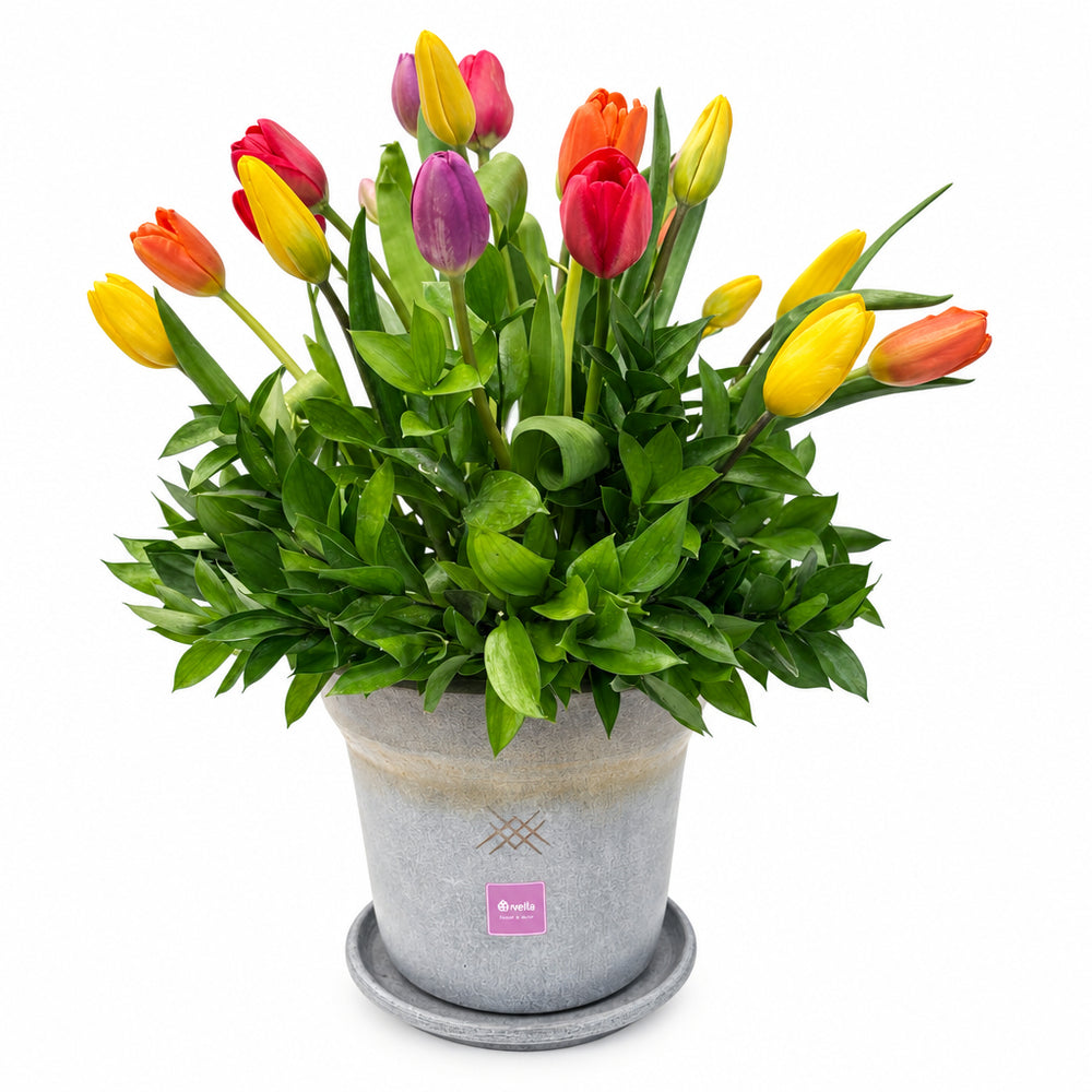 Anel - maceta con 20 tulipanes de colores
