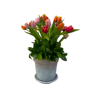 Anel-maceta con 30 tulipanes de colores