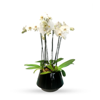 Phalaenopsis Acapulco -maceta esmaltada negra con 3 orquídeas blancas
