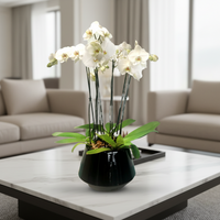 Phalaenopsis Acapulco -maceta esmaltada negra con 3 orquídeas blancas