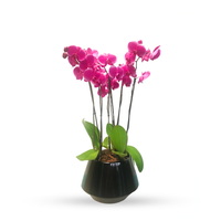 Phalaenopsis Acapulco -maceta esmaltada negra con 3 orquídeas fiusha