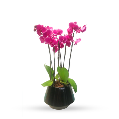 Phalaenopsis Acapulco -maceta esmaltada negra con 3 orquídeas fiusha