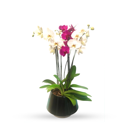 Phalaenopsis Acapulco -maceta esmaltada negra con 3 orquídeas mixtas