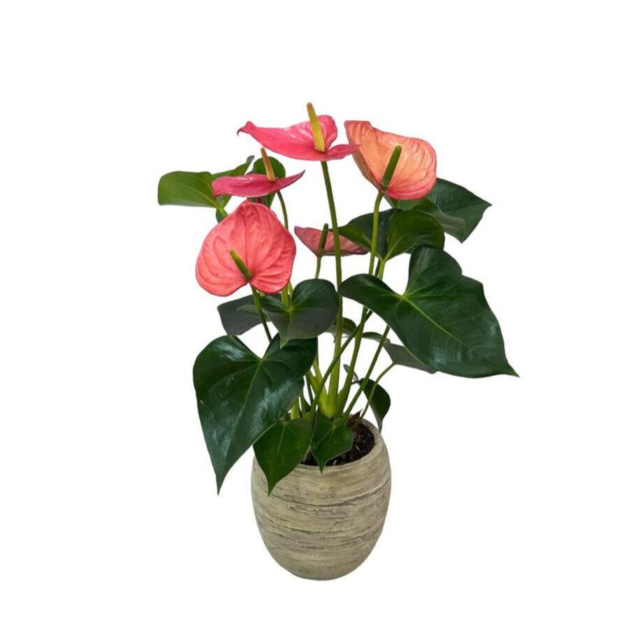 Carlos-maceta de cemento efecto madera con un Anturio