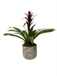 Eleazar-maceta de cemento musguito con una bromelia roja