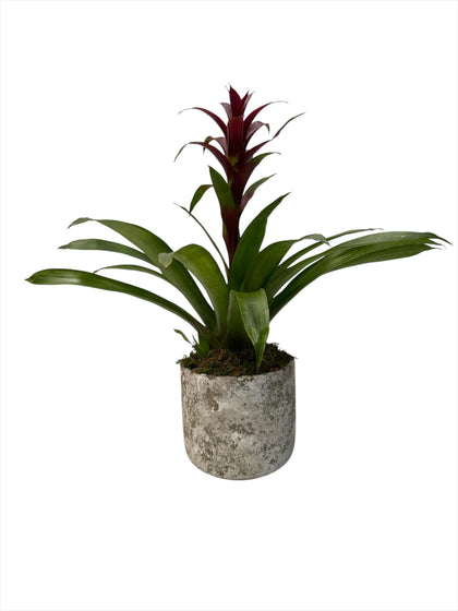 Eleazar-maceta de cemento musguito con una bromelia roja