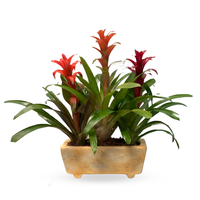 Lázaro-maceta con 3 bromelias de colores
