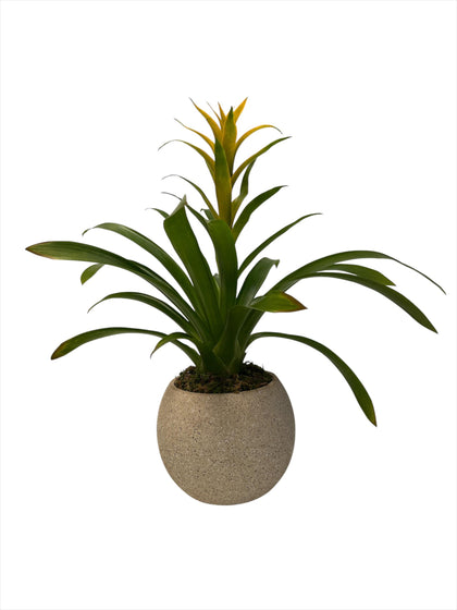 Genaro-maceta de cemento khaki con una bromelia