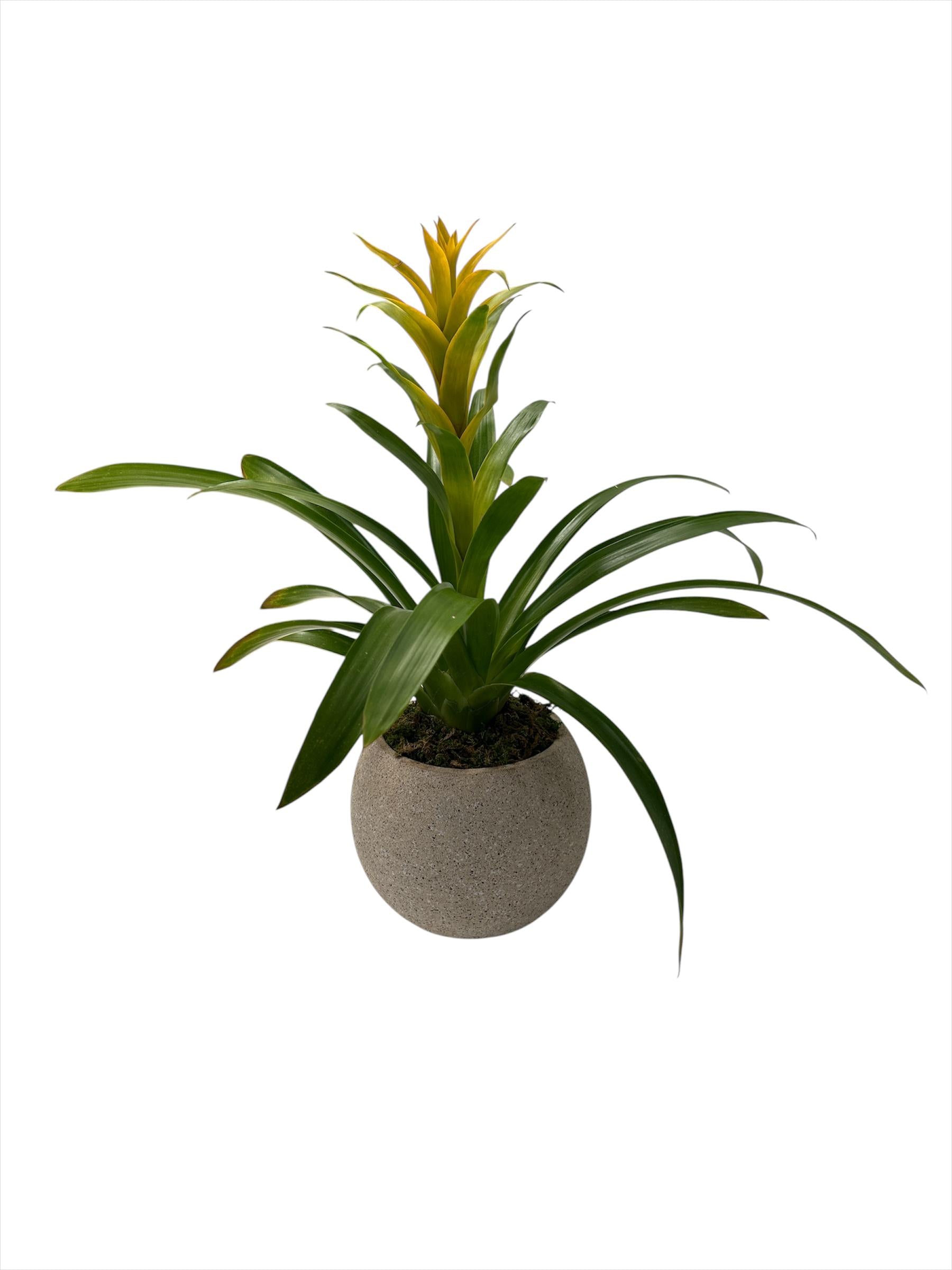 Genaro-maceta de cemento khaki con una bromelia
