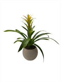 Genaro-maceta de cemento khaki con una bromelia