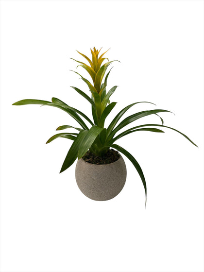Genaro-maceta de cemento khaki con una bromelia