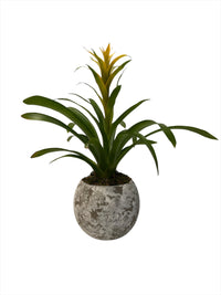 Genaro-maceta de cemento musgo con una bromelia