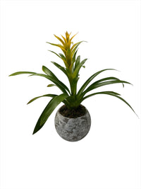 Genaro-maceta de cemento musgo con una bromelia