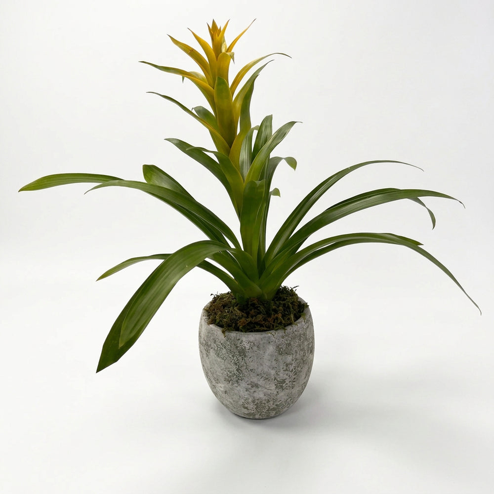 Matías - maceta de cemento gama musgo grande con una bromelia