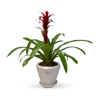 Ramón-maceta antique con una bromelia