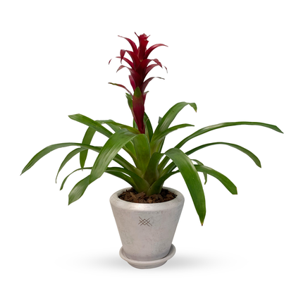 Ramón-maceta antique con una bromelia